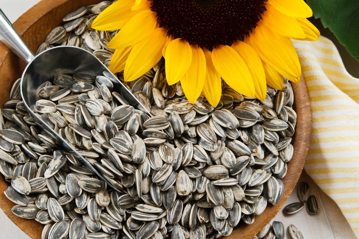 Graines de tournesol : leurs bienfaits pour la santé