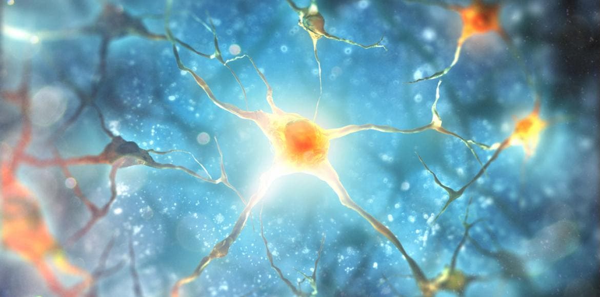 Fabriquer de nouveaux neurones chez l'adulte : comment ça marche